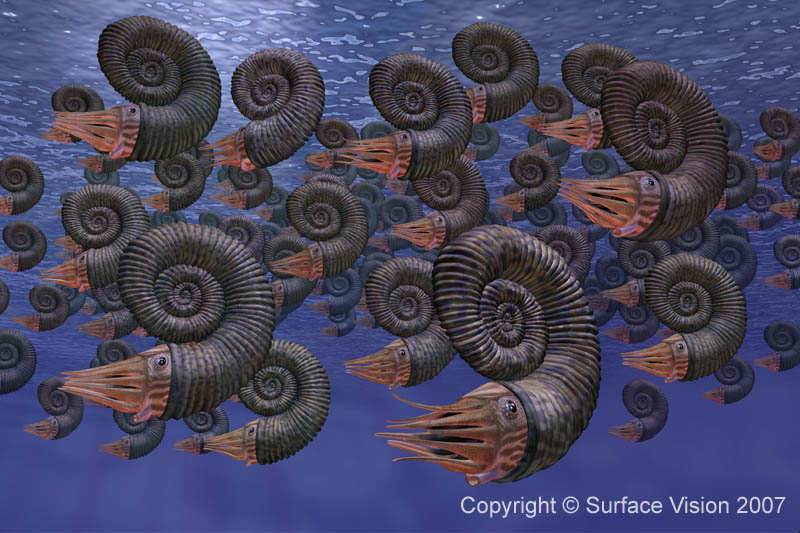 Ammonite Image