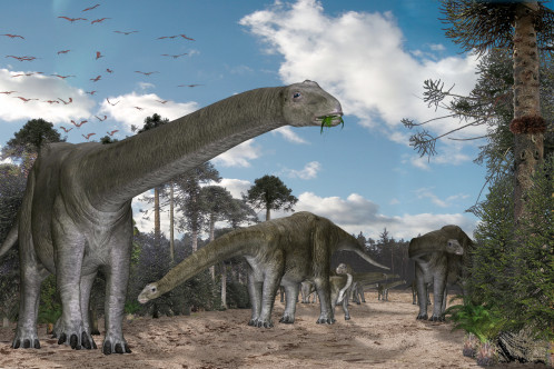 Cetiosaurus