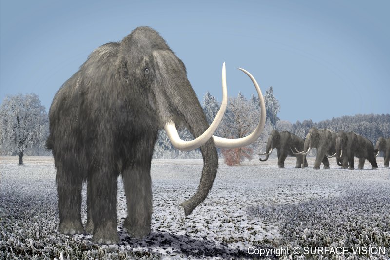 Mammoth Image