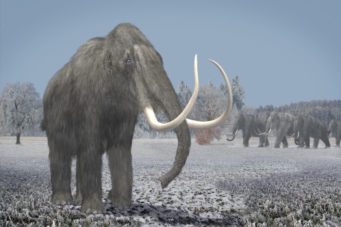 Mammoth